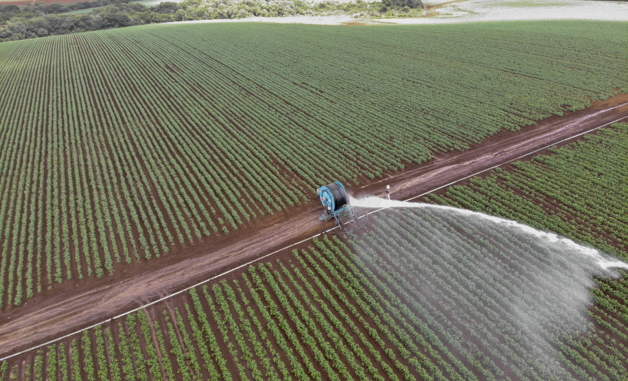 02/03 - produção e processo da batata.Foto: Gilson Abreu/AEN
