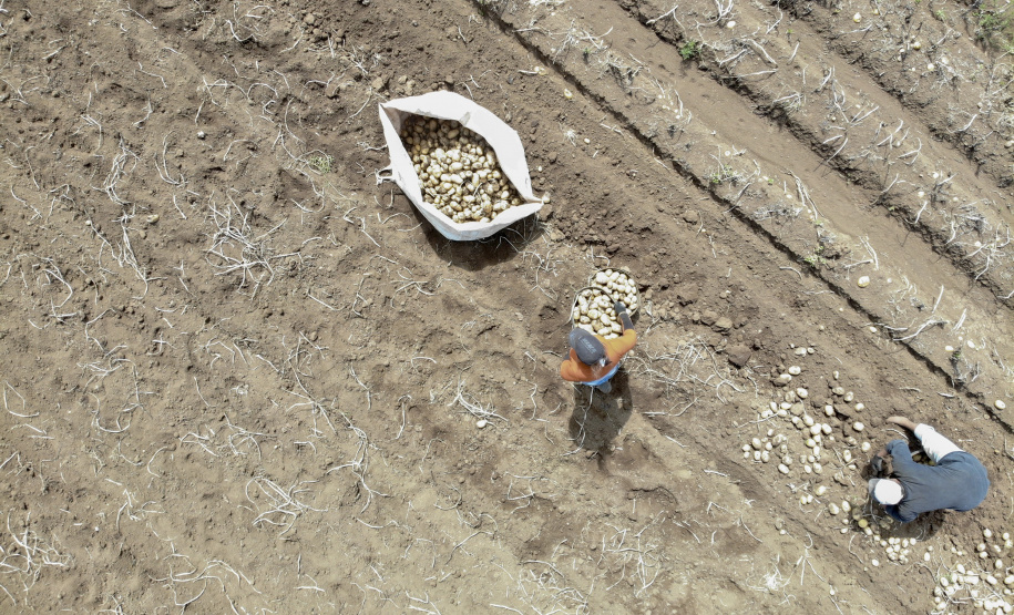 02/03 - produção e processo da batata.Foto: Gilson Abreu/AEN