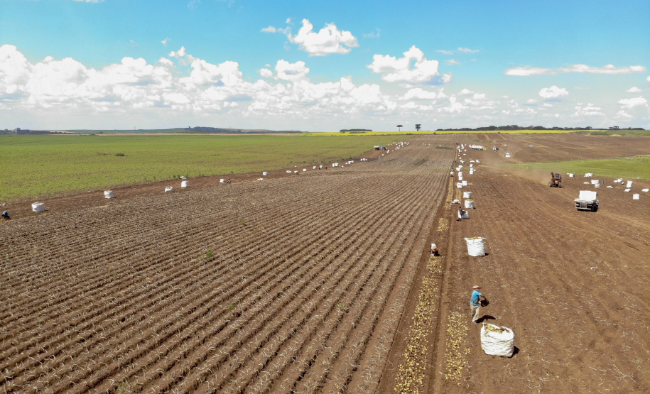 02/03 - produção e processo da batata.Foto: Gilson Abreu/AEN