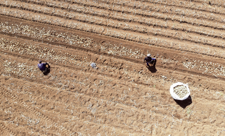 02/03 - produção e processo da batata.Foto: Gilson Abreu/AEN