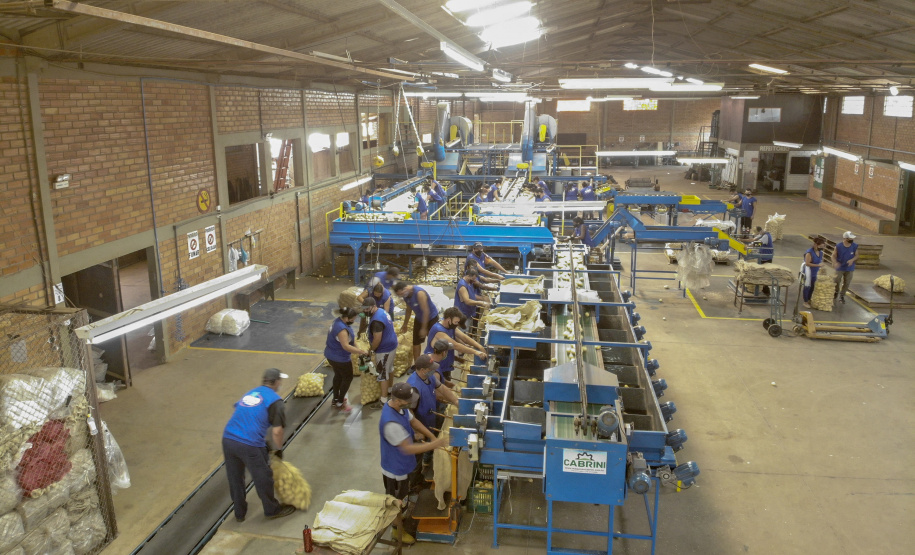 02/03 - produção e processo da batata.Foto: Gilson Abreu/AEN