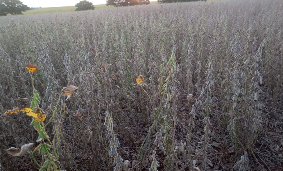 Programa Trator Solidário fortalece agricultura familiar no Oeste - Foto: Divulgação IDR-Paraná