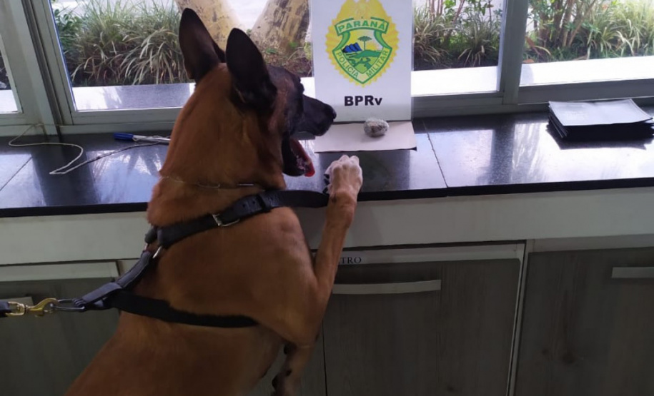 Os cães da Polícia Militar têm sido importantes aliados no processo de apreensão de drogas. Durante a Operação Verão Consciente, os cães Hórus e Argos foram destaque no auxílio aos policiais na apreensão de entorpecentes. - Foto: Divulgação PMPR