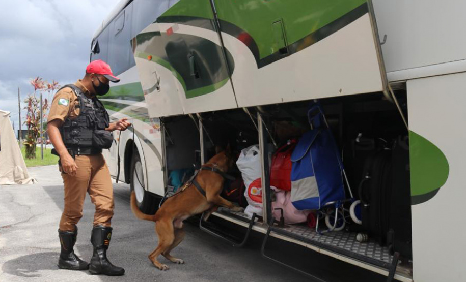 Os cães da Polícia Militar têm sido importantes aliados no processo de apreensão de drogas. Durante a Operação Verão Consciente, os cães Hórus e Argos foram destaque no auxílio aos policiais na apreensão de entorpecentes. - Foto: Divulgação PMPR