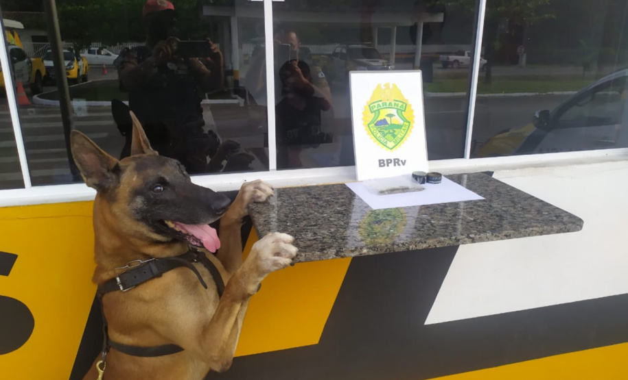 Os cães da Polícia Militar têm sido importantes aliados no processo de apreensão de drogas. Durante a Operação Verão Consciente, os cães Hórus e Argos foram destaque no auxílio aos policiais na apreensão de entorpecentes. - Foto: Divulgação PMPR