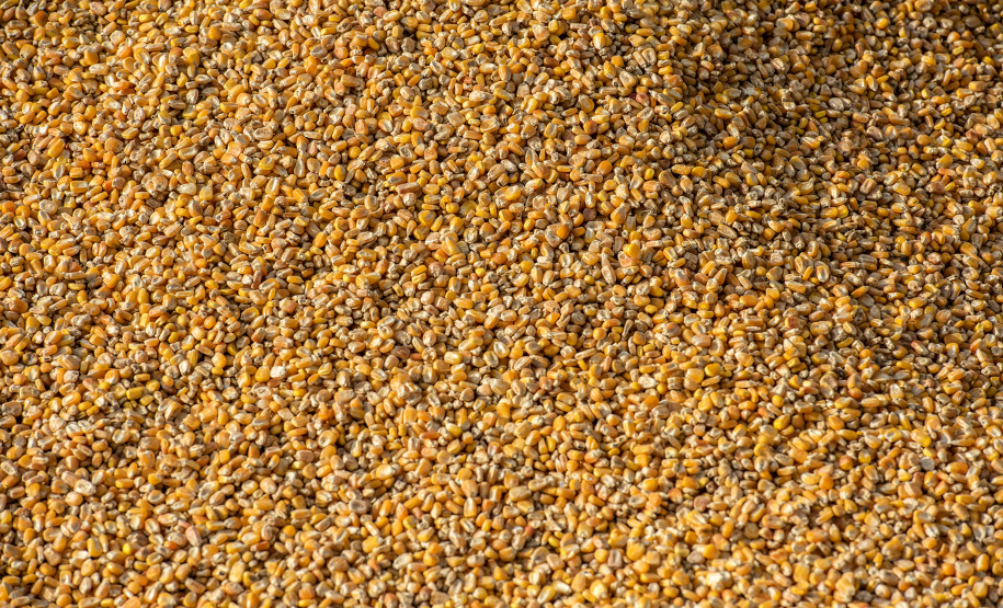 MILHO A GRANEL - Foto: Claudio Neves/Portos do Paraná