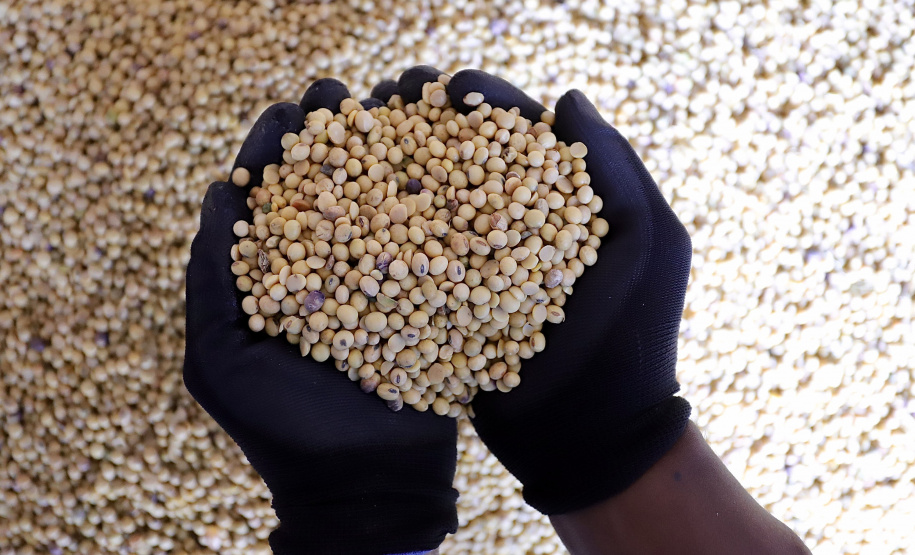 SOJA - Nas últimas duas semanas de fevereiro a soja começou a chegar em maior volume e a expectativa é que os embarques sigam ritmo intenso ao longo do ano. - Paranaguá, 09/03/2021 - Foto: Claudio Neves/Portos do Paraná