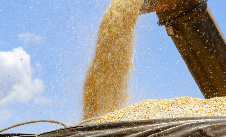 O setor agropecuário foi um dos únicos com crescimento no ano passado, com previsão de que continue em alta em 2021. No entanto, as condições climáticas podem reduzir a produção, sobretudo de milho, colocando em risco o abastecimento desse cereal e a cadeia produtiva que dele depende. Foto: Gilson Abreu/AEN