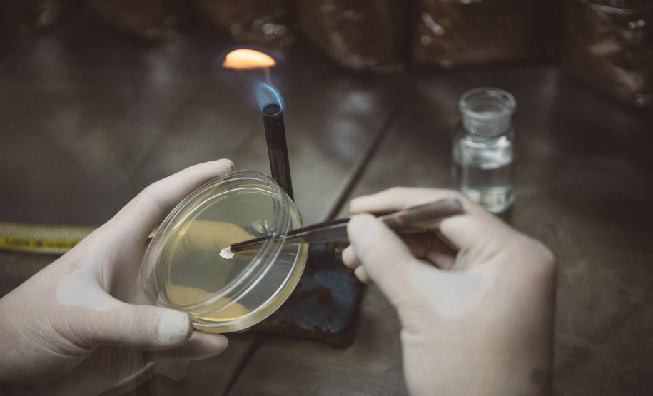 Pesquisadores da Universidade Tecnológica Federal do Paraná desenvolveram um material produzido a partir do crescimento de fungos em resíduos da agroindústria que pode substituir plásticos, poliestireno expandido e outros materiais danosos ao meio ambiente utilizados na indústria de embalagens e na construção civil. Foto: Fundação Araucária