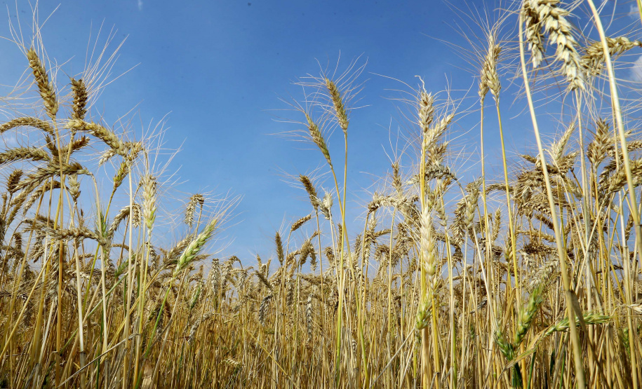 A Secretaria de Estado da Agricultura e do Abastecimento e o Instituto de Desenvolvimento Rural do Paraná – Iapar-Emater emitiram uma Nota Técnica sobre o uso de áreas para o plantio de trigo no inverno. A orientação inclui as cultivares mais adequadas e visa garantir renda ao produtor caso haja impossibilidade de semeadura do milho segunda safra. - Curitiba, 11/03/2021 - Foto: Jaelson Lucas/Arquivo AEN