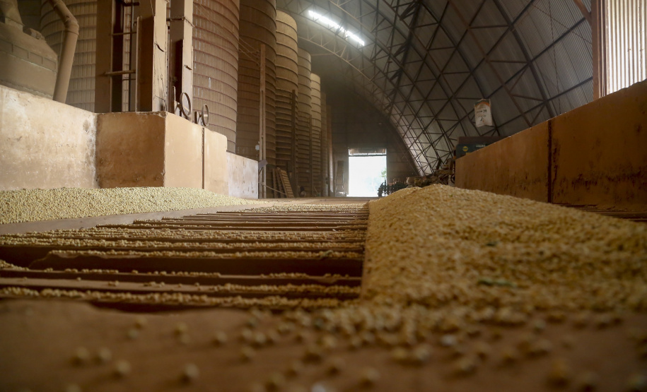 Principal produto do agro paranaense e brasileiro, o cultivo da soja ocupa mais de um quarto de todo o território do Estado e está espalhado por todas as regiões.  -  Foto: Gilson Abreu/AEN