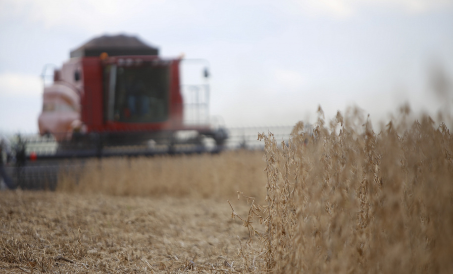 Principal produto do agro paranaense e brasileiro, o cultivo da soja ocupa mais de um quarto de todo o território do Estado e está espalhado por todas as regiões.  -  Foto: Gilson Abreu/AEN