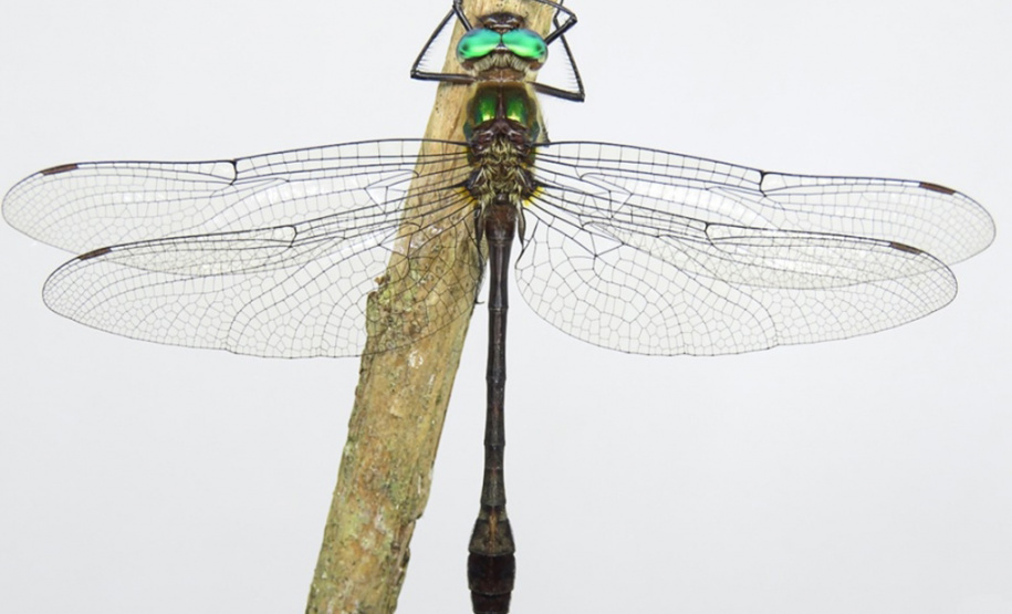 Os Mananciais da Serra, em Piraquara, são uma espécie de santuário de libélulas. Preservada pela Sanepar, essa área de Mata Atlântica abriga 113 espécies desse inseto. Os Mananciais são protegidos desde 1904, quando começaram as obras para o primeiro sistema de captação de água para Curitiba. - 16/03/2021 - Foto: Divulgação Sanepar