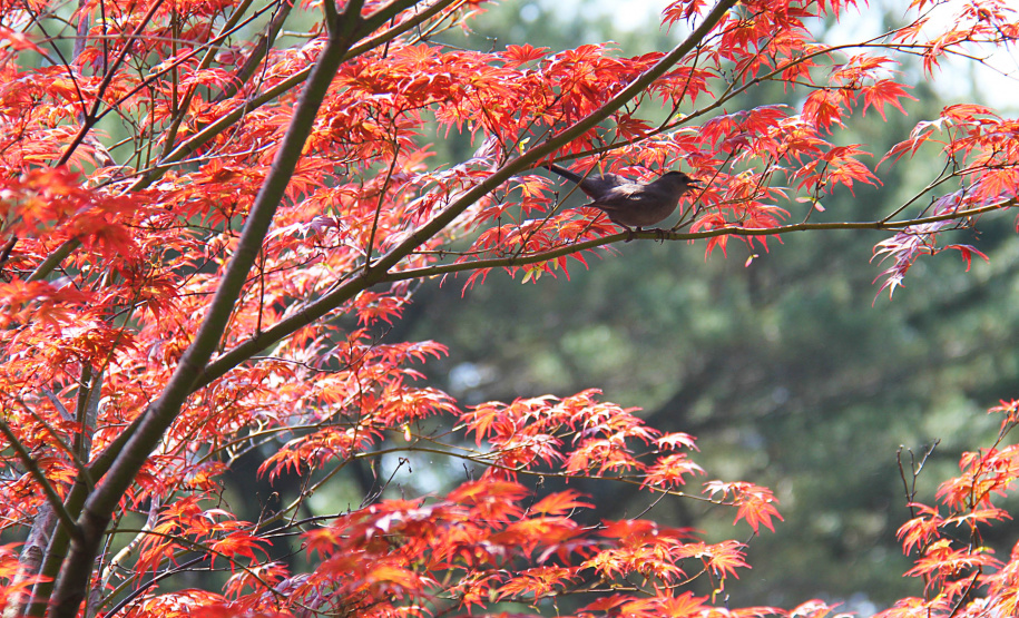 O outono começa às 6h38 deste sábado (20 de março) e termina à 0h32 do dia 26 de junho. Segundo o Sistema de Tecnologia e Monitoramento Ambiental do Paraná (Simepar), o primeiro dia será abafado. - Foto: José Fernando Ogura/AEN