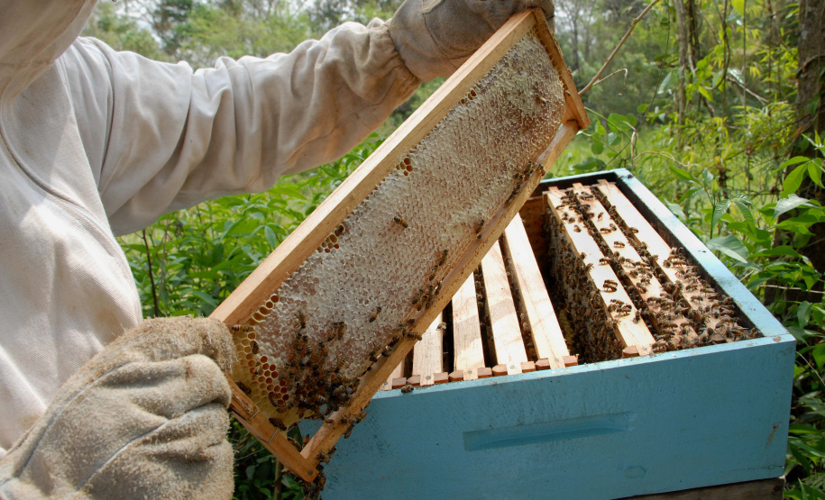 Produção de mel - Foto: Arnaldo Alves/Arquivo AEN
