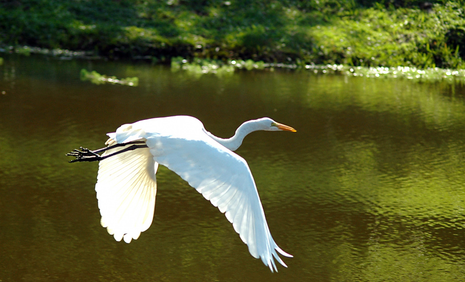 Para celebrar o Dia Mundial da Água, comemorado em 22 de março, a Secretaria de Estado do Desenvolvimento Sustentável e do Turismo (Sedest) irá divulgar vídeos temáticos durante a próxima semana e promover, na sexta-feira (26), o webinar: os cinco instrumentos de gestão de Recursos Hídricos, em parceria com a Sanepar. Na foto, Litoral do Paraná - Curitiba, 19/03/2021 - Foto: Denis Ferreira Netto/SEDEST