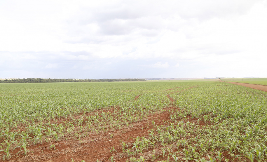 Área onde será instalado o futuro terminal de grãos da Nova Ferroeste em Maracajú.
Foto Gilson Abreu/AEN
