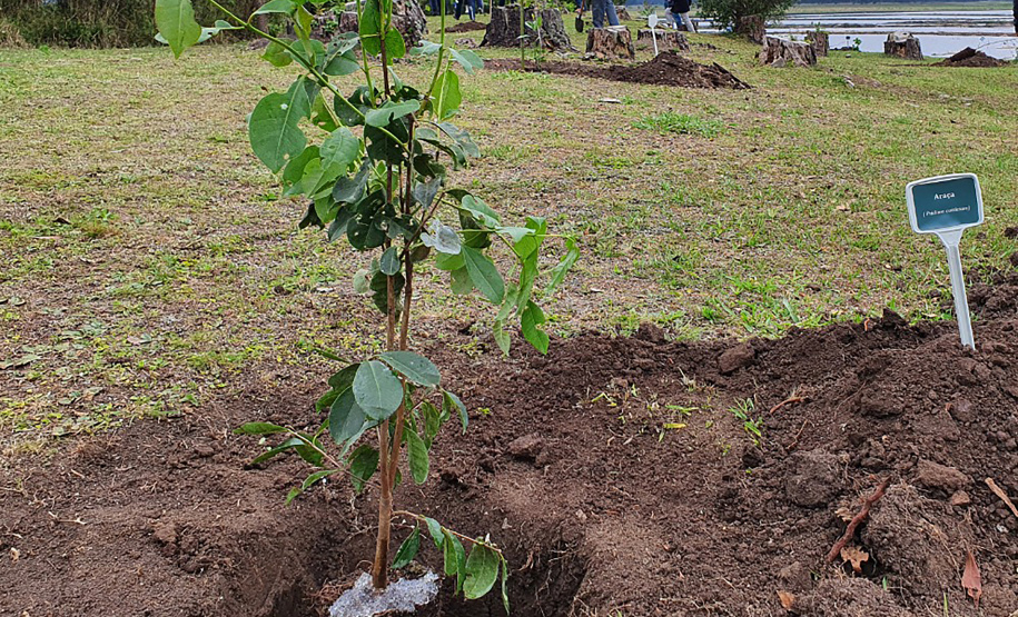 IAT apoia descarte de lixo eletrônico com distribuição de mudas nativas em Pitanga
. Foto: SEDEST
