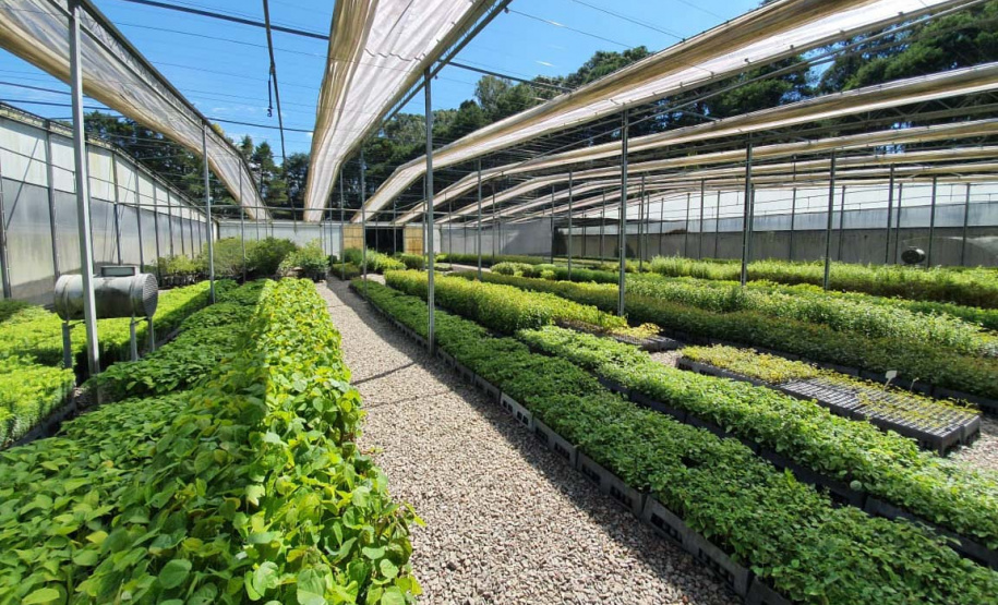 IAT apoia descarte de lixo eletrônico com distribuição de mudas nativas em Pitanga
. Foto: SEDEST