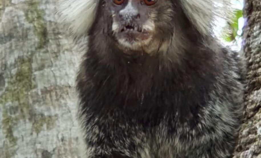 O Instituto Água e Terra (IAT), vinculado à Secretaria do Desenvolvimento Sustentável e do Turismo (Sedest), orienta a população sobre a diferença de animais silvestres nativos e exóticos no Estado. As espécies de animais podem ser divididas em categorias com especificidades quanto ao seu local de origem. Foto: Divulgação Sedest/IAT