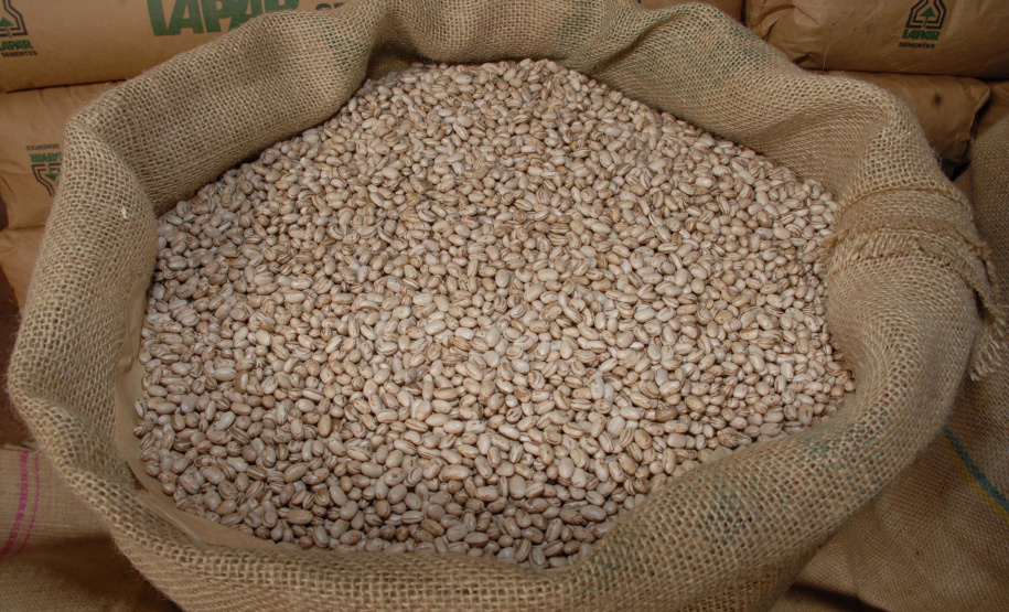 Paraná poderá produzir 42 milhões de toneladas de grãos
Foto: IAPAR