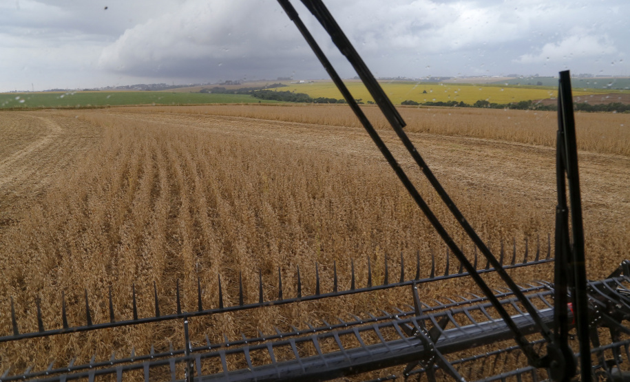 A safra de grãos 2020/2021 do Paraná poderá somar 42 milhões de toneladas, volume 3% superior ao do ciclo passado. A área total, de 10,2 milhões de hectares, é 2% maior. As informações são do Departamento de Economia Rural (Deral), da Secretaria de Estado da Agricultura e do Abastecimento. - Foto: Gilson Abreu/AEN