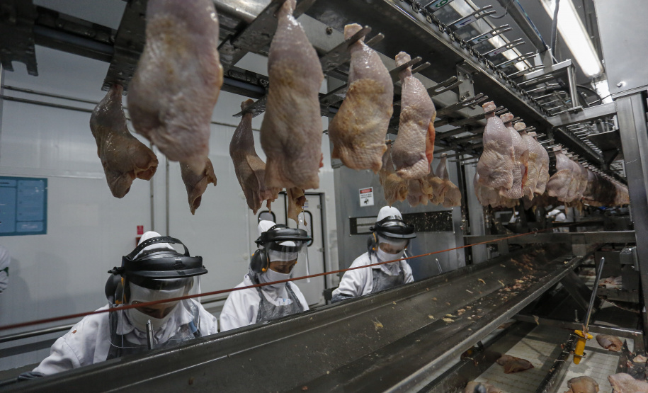 Com crescimento de 3,9%, Paraná produz um terço da carne de frango do Brasil .Foto : Jonathan Campos / AEN