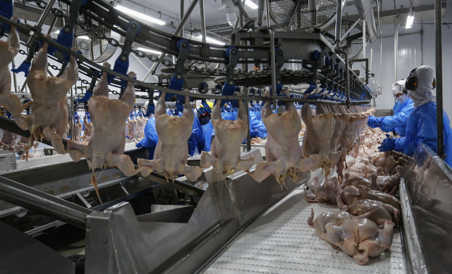 Com crescimento de 3,9%, Paraná produz um terço da carne de frango do Brasil .Foto : Jonathan Campos / AEN