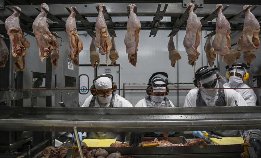 Com crescimento de 3,9%, Paraná produz um terço da carne de frango do Brasil .Foto : Jonathan Campos / AEN