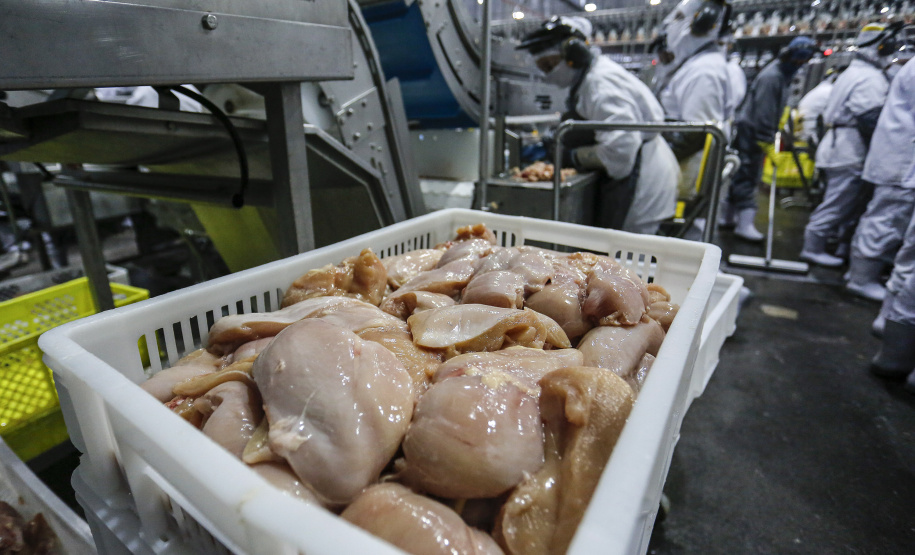 Com crescimento de 3,9%, Paraná produz um terço da carne de frango do Brasil .Foto : Jonathan Campos / AEN