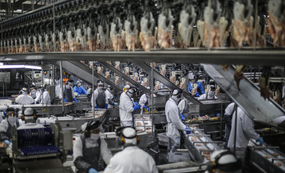Com crescimento de 3,9%, Paraná produz um terço da carne de frango do Brasil .Foto : Jonathan Campos / AEN