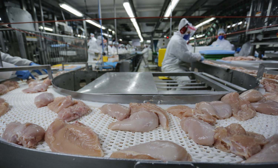 Com crescimento de 3,9%, Paraná produz um terço da carne de frango do Brasil .Foto : Jonathan Campos / AEN