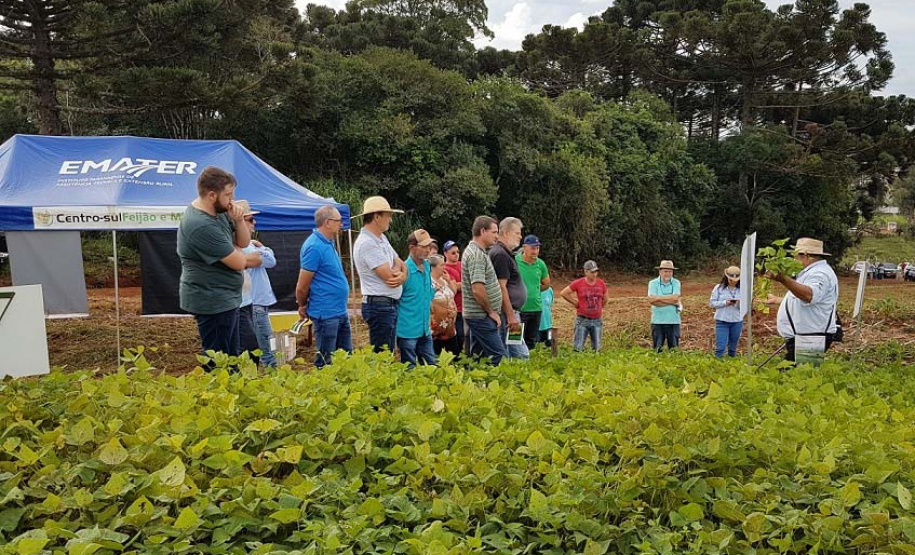 Produtores de feijão e milho interessados em melhorar a produtividade das suas lavouras estão convidados a participar de um Dia de Campo Virtual, nos dias 30 e 31. A atividade é parte da ação do Projeto Centro-Sul de Feijão e Milho, uma parceria entre a Syngenta e o IDR-Paraná (Instituto de Desenvolvimento Rural do Paraná-Iapar-Emater). -  Curitiba, 29/03/2021  -  Foto: Divulgação IDR