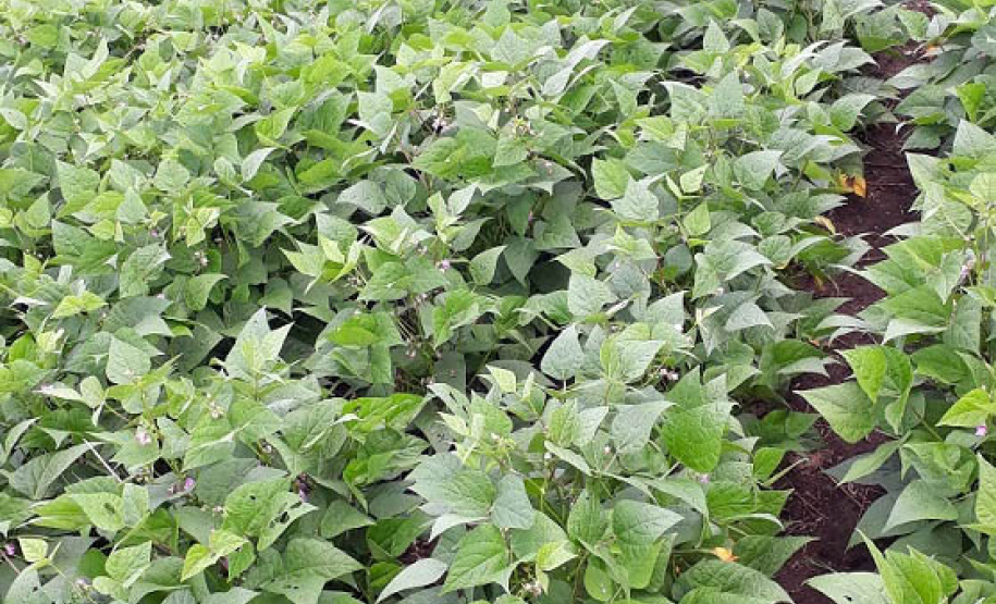 Produtores de feijão e milho interessados em melhorar a produtividade das suas lavouras estão convidados a participar de um Dia de Campo Virtual, nos dias 30 e 31. A atividade é parte da ação do Projeto Centro-Sul de Feijão e Milho, uma parceria entre a Syngenta e o IDR-Paraná (Instituto de Desenvolvimento Rural do Paraná-Iapar-Emater). -  Curitiba, 29/03/2021  -  Foto: Divulgação IDR