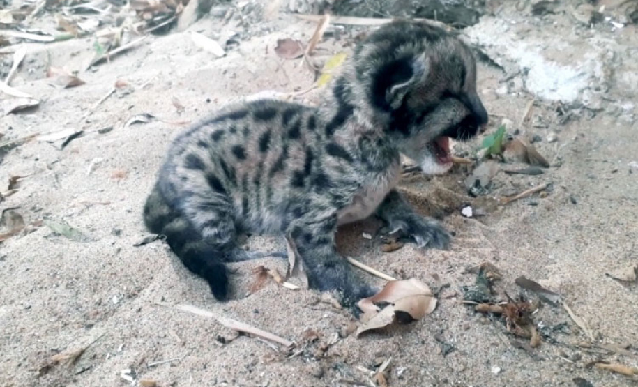Em 2020, Polícia Ambiental atende mais de 15 mil ocorrências e faz 1,5 mil encaminhamentos no Paraná  -  Curitiba, 29/03/2021  -  Foto: Divulgação SESP-PR