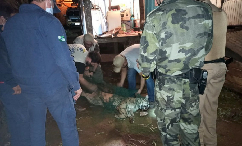 Em 2020, Polícia Ambiental atende mais de 15 mil ocorrências e faz 1,5 mil encaminhamentos no Paraná  -  Curitiba, 29/03/2021  -  Foto: Divulgação SESP-PR