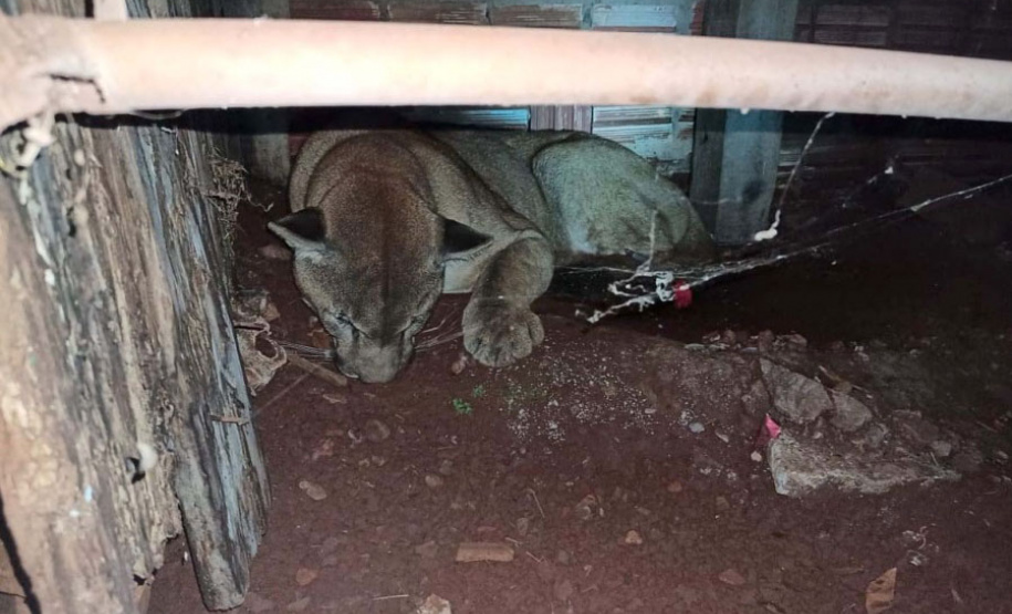 Em 2020, Polícia Ambiental atende mais de 15 mil ocorrências e faz 1,5 mil encaminhamentos no Paraná  -  Curitiba, 29/03/2021  -  Foto: Divulgação SESP-PR