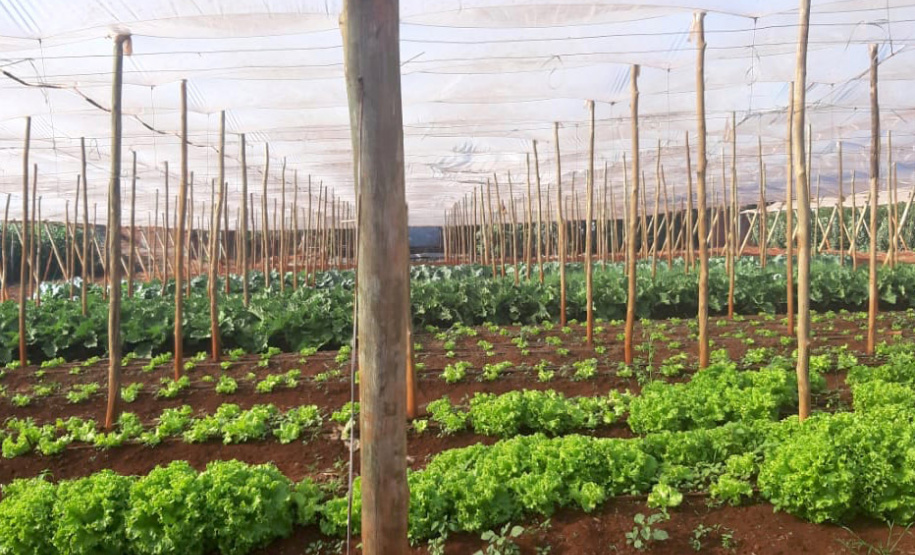 O Governo do Paraná firma contratos com cerca de 180 cooperativas e associações de pequenos agricultores para garantir a entrega de produtos da agricultura familiar nas mais de 2,1 mil escolas estaduais. - Foto: Cooperativa Agropecuária Matoriquense (Coamar), de Mato Rico