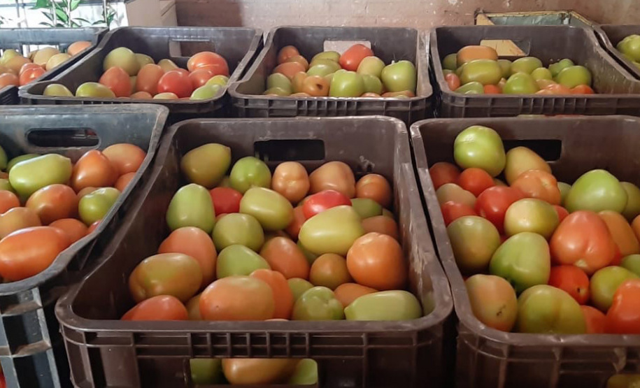 O Governo do Paraná firma contratos com cerca de 180 cooperativas e associações de pequenos agricultores para garantir a entrega de produtos da agricultura familiar nas mais de 2,1 mil escolas estaduais. - Foto: Cooperativa Agropecuária Matoriquense (Coamar), de Mato Rico
