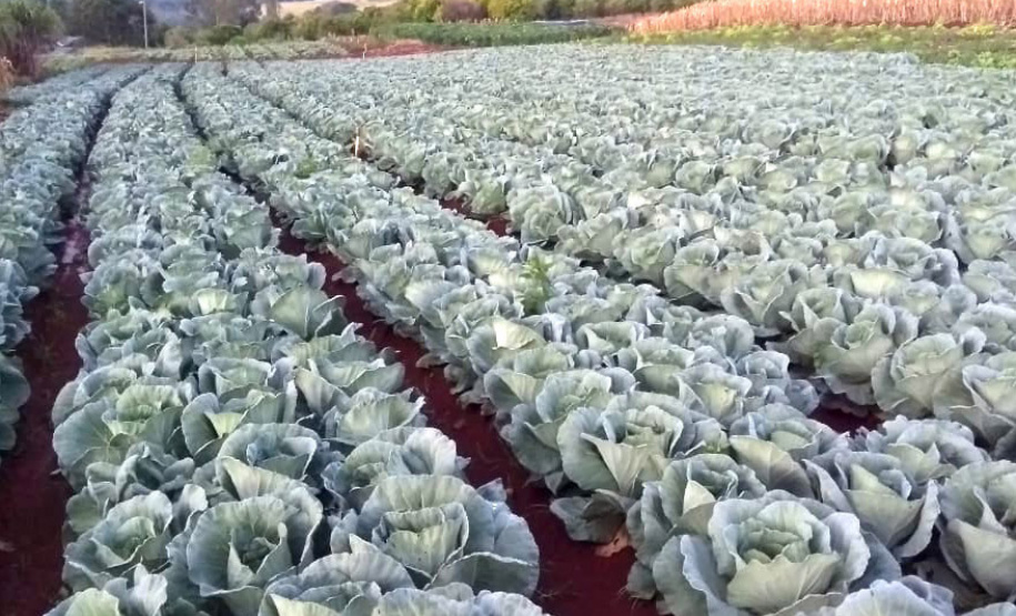 O Governo do Paraná firma contratos com cerca de 180 cooperativas e associações de pequenos agricultores para garantir a entrega de produtos da agricultura familiar nas mais de 2,1 mil escolas estaduais. - Foto: Cooperativa Agropecuária Matoriquense (Coamar), de Mato Rico