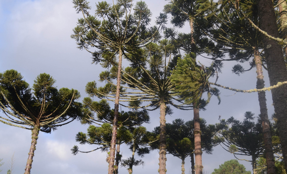 O Instituto Água e Terra (IAT), vinculado à Secretaria do Desenvolvimento Sustentável e do Turismo, libera a partir dessa quinta-feira (01) a colheita, venda, transporte e armazenamento do pinhão. A recomendação é que a semente seja colhida de pinhas que já caíram, sinal mais garantido de sua maturação. -  Foto: Divulgação SEDEST/IAT
