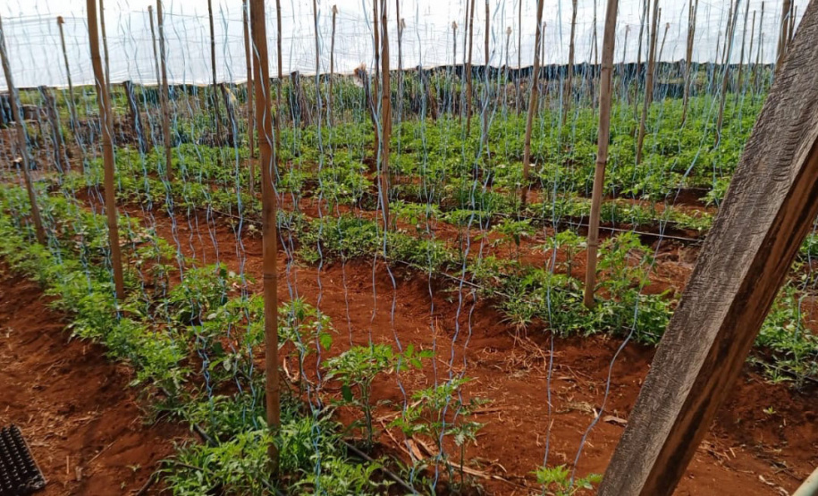 Governo promove qualidade de vida e renda para pequenos produtores - Foto: Divulgação IDR-Paraná