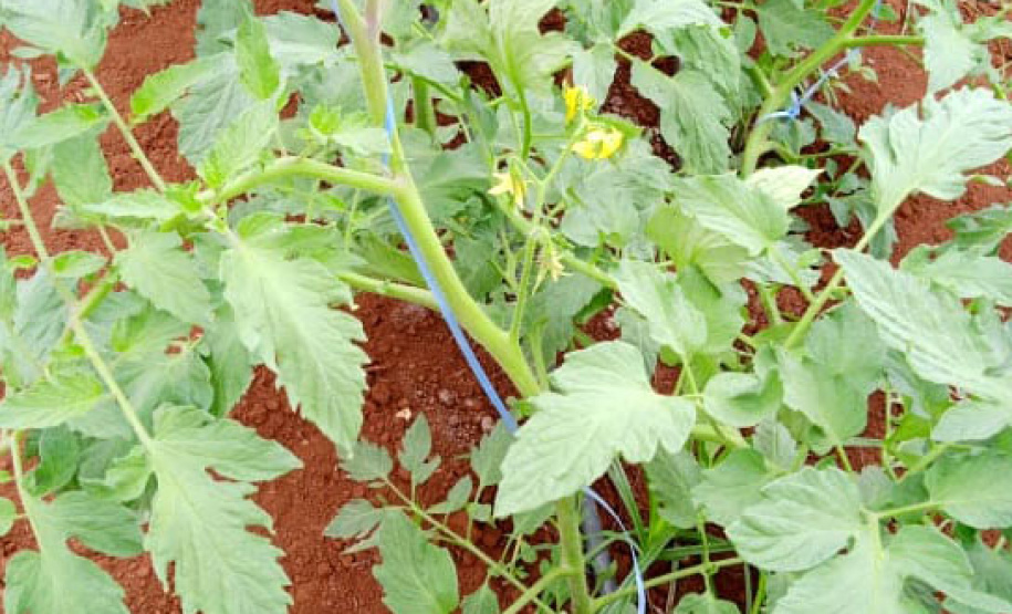 Governo promove qualidade de vida e renda para pequenos produtores - Foto: Divulgação IDR-Paraná