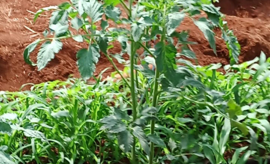 Governo promove qualidade de vida e renda para pequenos produtores - Foto: Divulgação IDR-Paraná