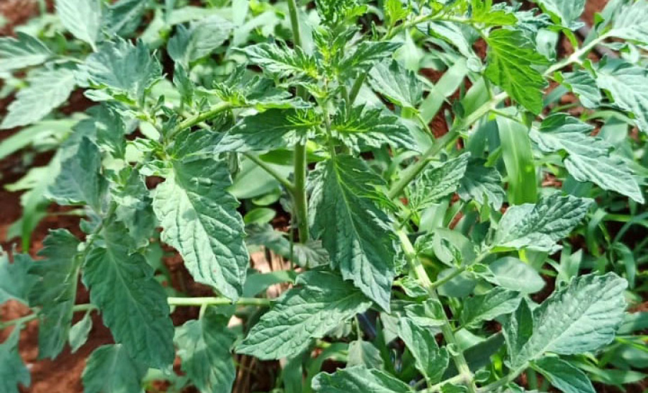 Governo promove qualidade de vida e renda para pequenos produtores - Foto: Divulgação IDR-Paraná