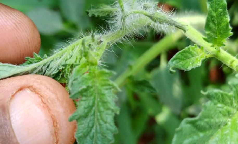 Governo promove qualidade de vida e renda para pequenos produtores - Foto: Divulgação IDR-Paraná