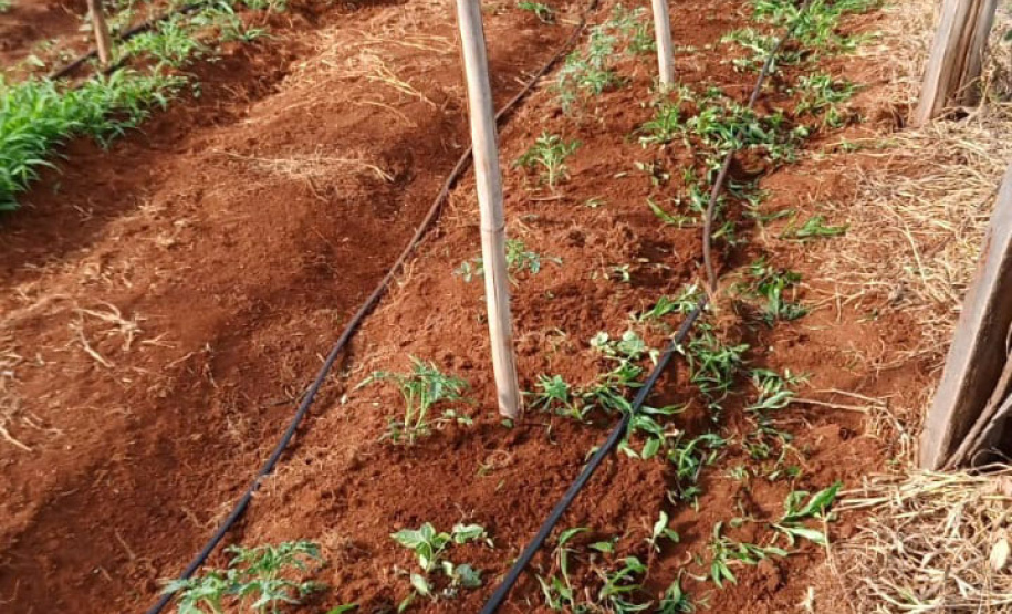 Governo promove qualidade de vida e renda para pequenos produtores - Foto: Divulgação IDR-Paraná