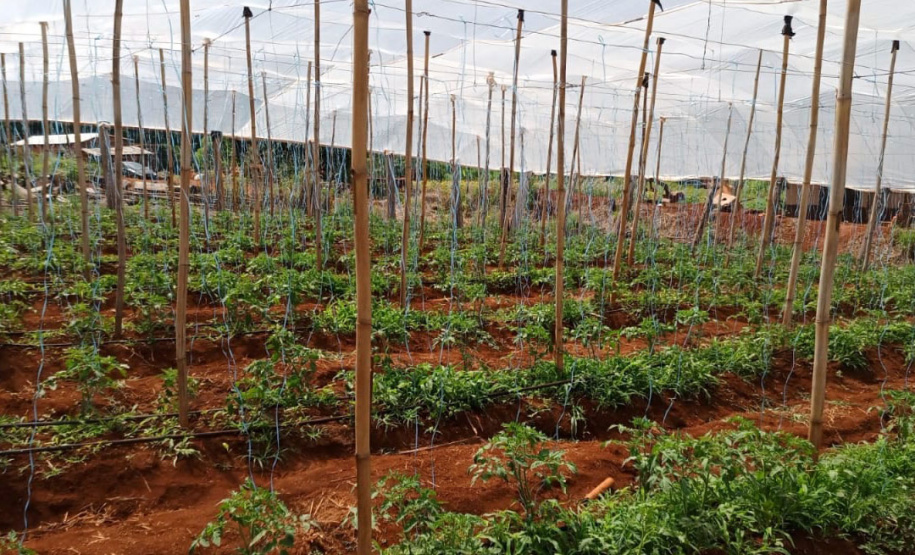 Governo promove qualidade de vida e renda para pequenos produtores - Foto: Divulgação IDR-Paraná