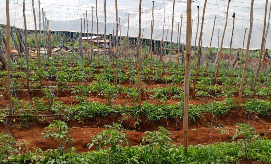 Governo promove qualidade de vida e renda para pequenos produtores - Foto: Divulgação IDR-Paraná