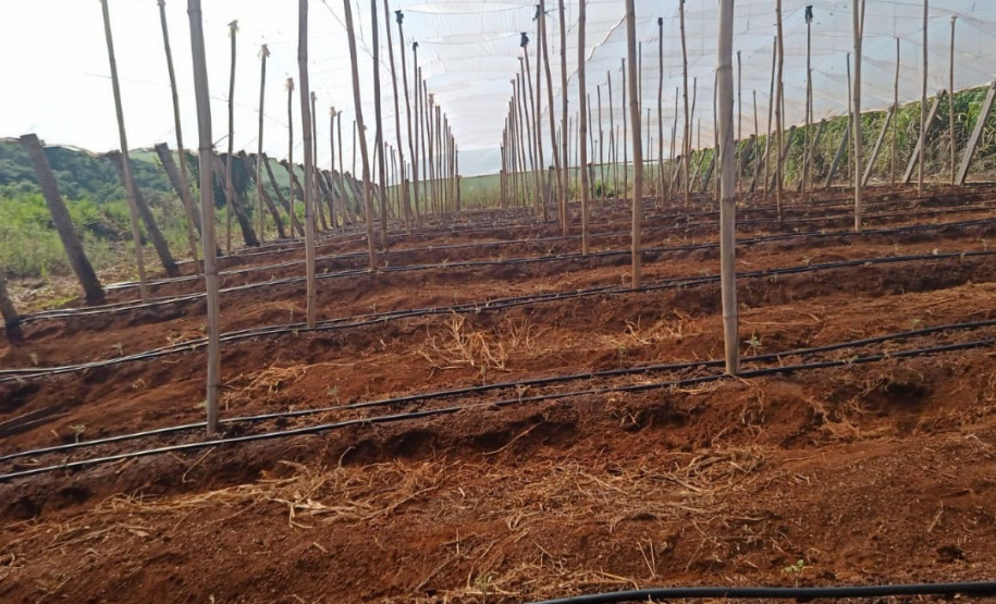 Governo promove qualidade de vida e renda para pequenos produtores - Foto: Divulgação IDR-Paraná